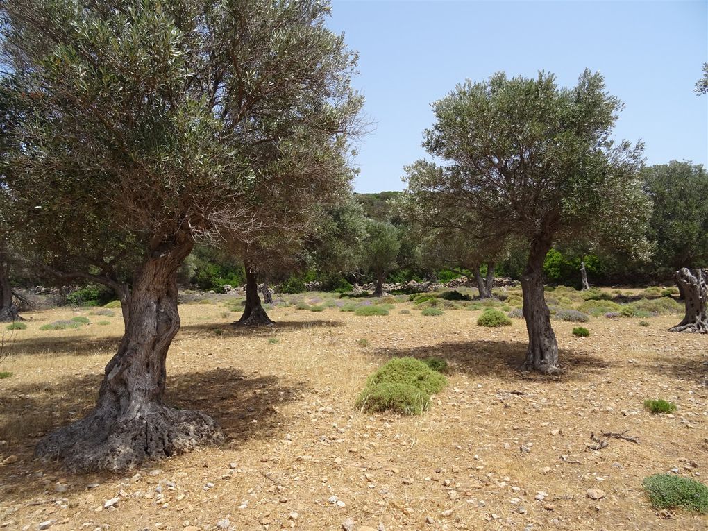 Sifnos