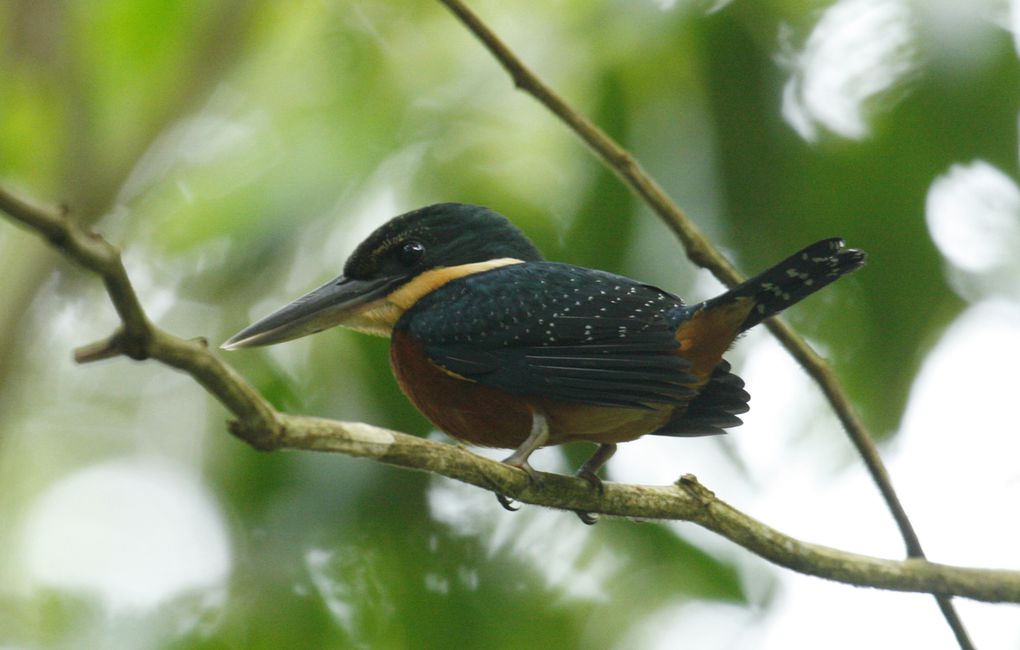 Album - Amazonie Napo Wildlife Center