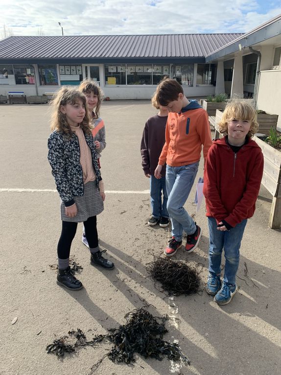 Par groupes, nous avons effectué un tri puis des classements dans les algues apportées par Nicolas.