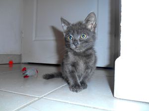 Toulouse, chaton mâle type chartreux, à l'adoption -&gt; adopté