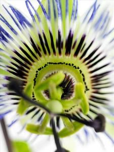 Une fleur de "mon jardin". Cette liane, originaire du Brésil, introduite en Europe au 17è siècle, résiste au froid. La forme de sa fleur fait penser à la couronne du Christ. ... Le fruit de passiflore s'appelle fruit de la passion. 
