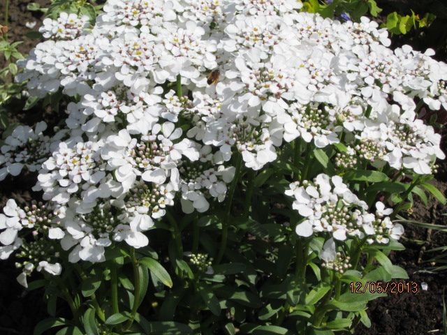 Album - jardin-blanc