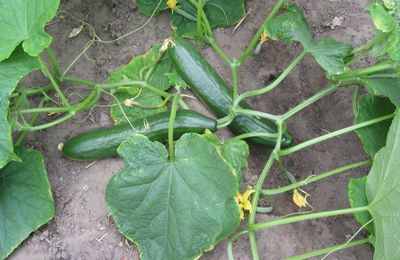 Cucumis sativus Concombre