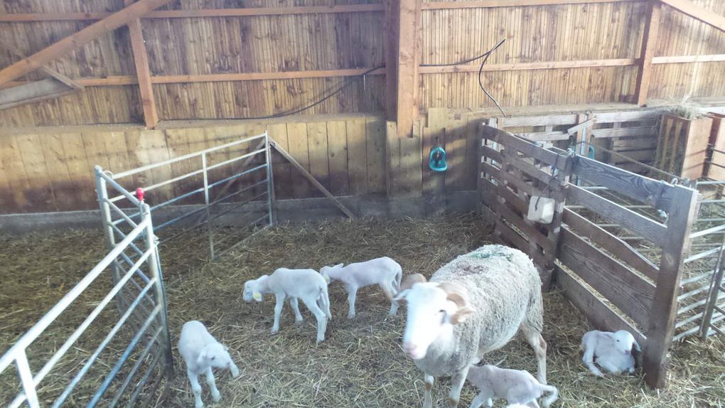 SAINT FRAJOU - LA FERME DES MOULERES CHEZ SYLVIE ET PASCAL LOISIL