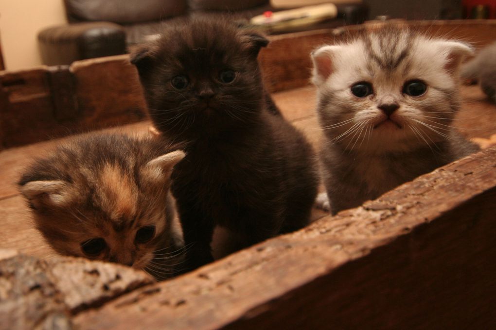 Photos de nos chatons de 2012.
Première portée : Falbala (Brtitish Shorthair)+ Dwayne (Highland Fold)