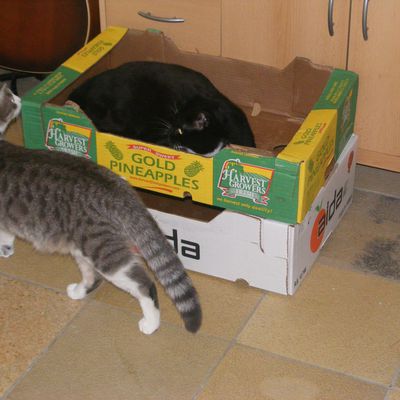 Les chats et les cartons ...