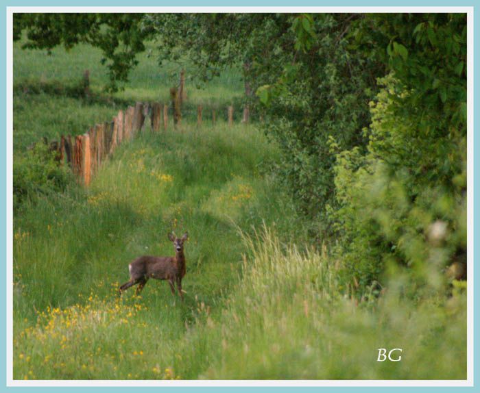 Photos de la faune de nos forets d'Alsace.&nbsp;