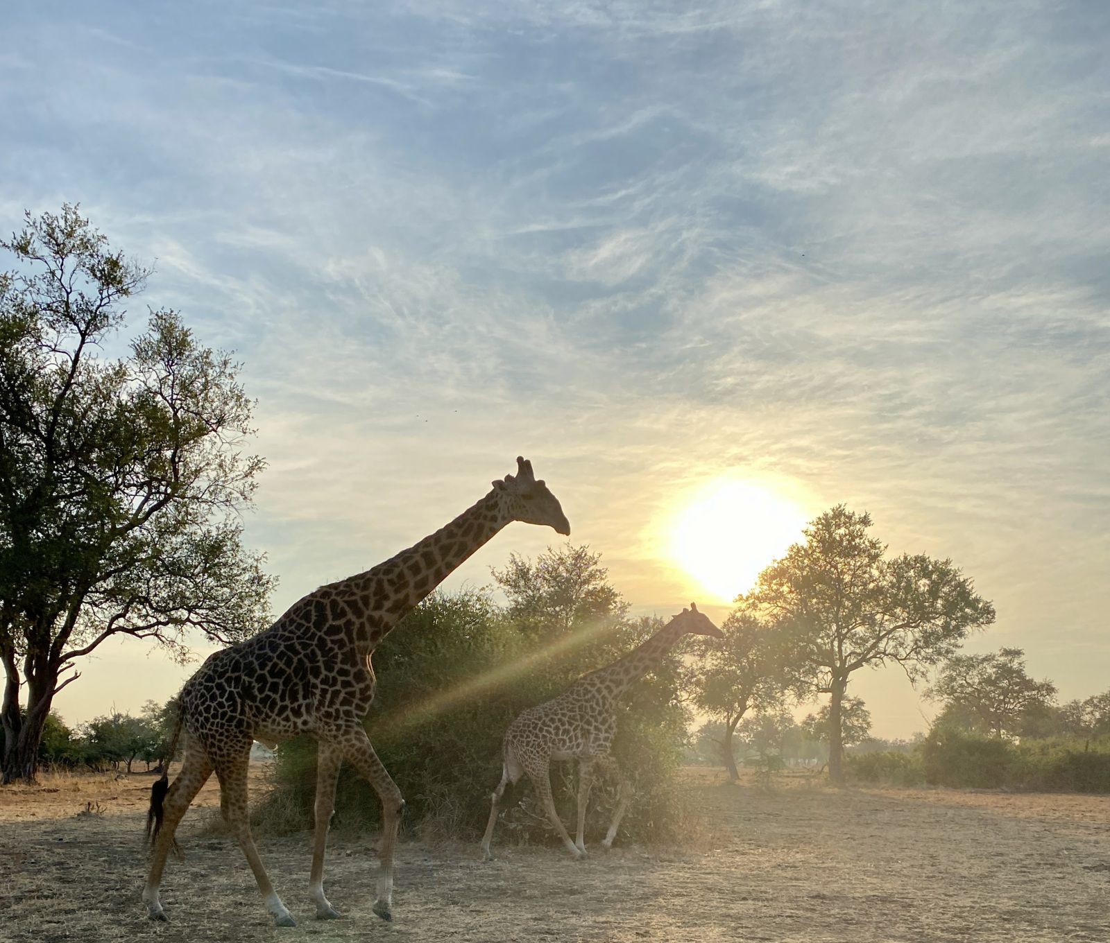 Giraffes in the sunset (Zambia)