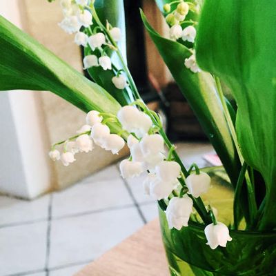 #8 Retour et 1er Mai 🌱.