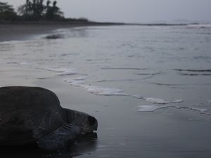 Conservation et protection des tortues de mer, semaine 2 (16/03 au 23/03)