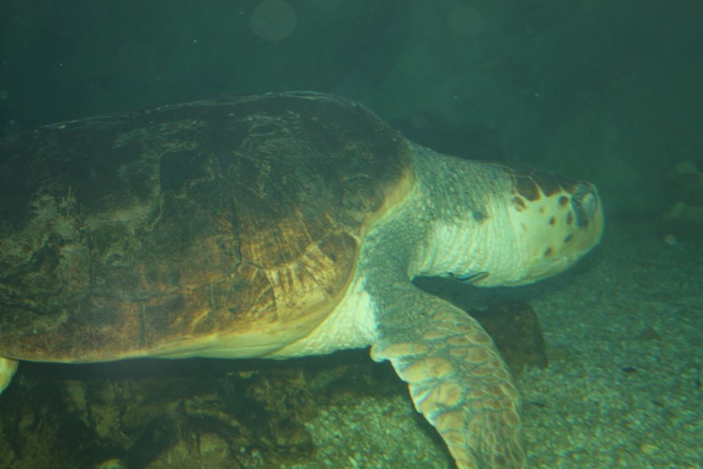 Photos de la visite de l'aquarium de Vannes et de la ville de Vannes, mercredi 17 mars 2010 après-midi.