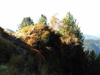 Des pins cembro (arolles) que le casse-noix moucheté contribue à se reproduire. Les arbres commencent à se parer des couleurs d'automne.