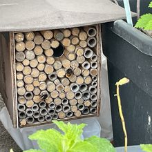 Le réveil et le sommeil des osmies dans le micro jardin urbain, en mars et avril 2024