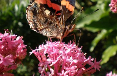 papillons