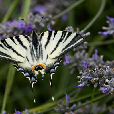 Le FLAMBE - Grand papillon noir et blanc à queue