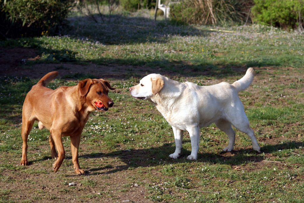 Chiens et chats divers rencontrés ou gardés chez moi... ou en visite !!