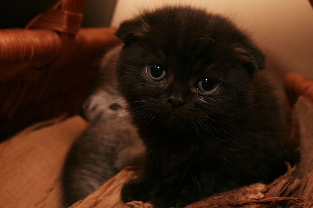 Photos de nos chatons de 2012.
Première portée : Falbala (Brtitish Shorthair)+ Dwayne (Highland Fold)