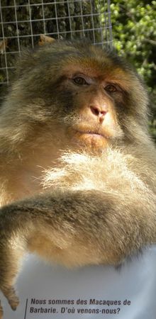 La forêt des singes à Rocamadour : n'oubliez pas le guide !