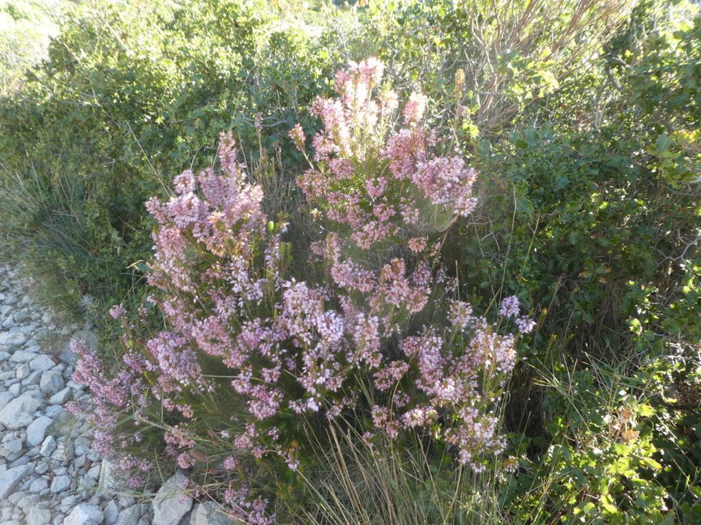 Rando du 10/12/2018-Gineste-Sugiton-Falaises de Luminy