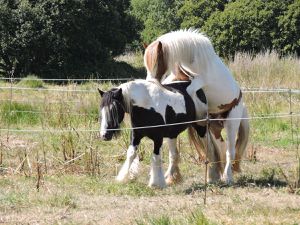 couple : Carragh et Smaley