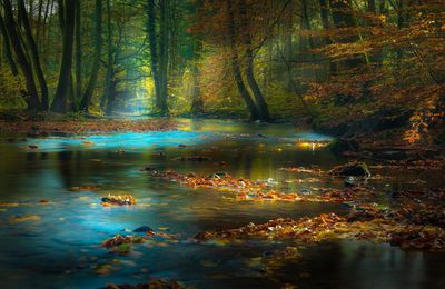 Forêt - Feuilles - Arbres - Automne - Nature - Photographie - Wallpaper - Free