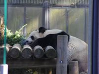 Les pandas ! Les vedettes du Zoo