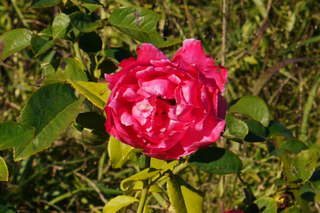 mes fleurs au jardin