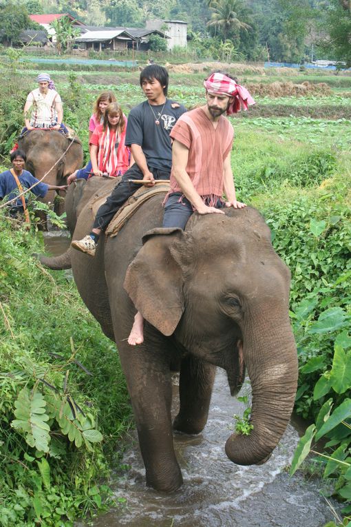 Depart pour le Nord Thailande.
Escale "obligee" a Chiang Mai. Visie de temples, nombreux dans la vieille ville. Training d'elephants.- Pai reggae fest