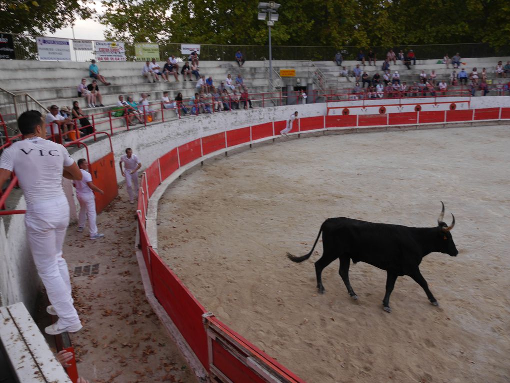 course de taureaux jeunes le 18 septembre 2020