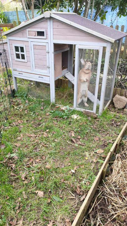 3 gentilles lapines adoptions en cours