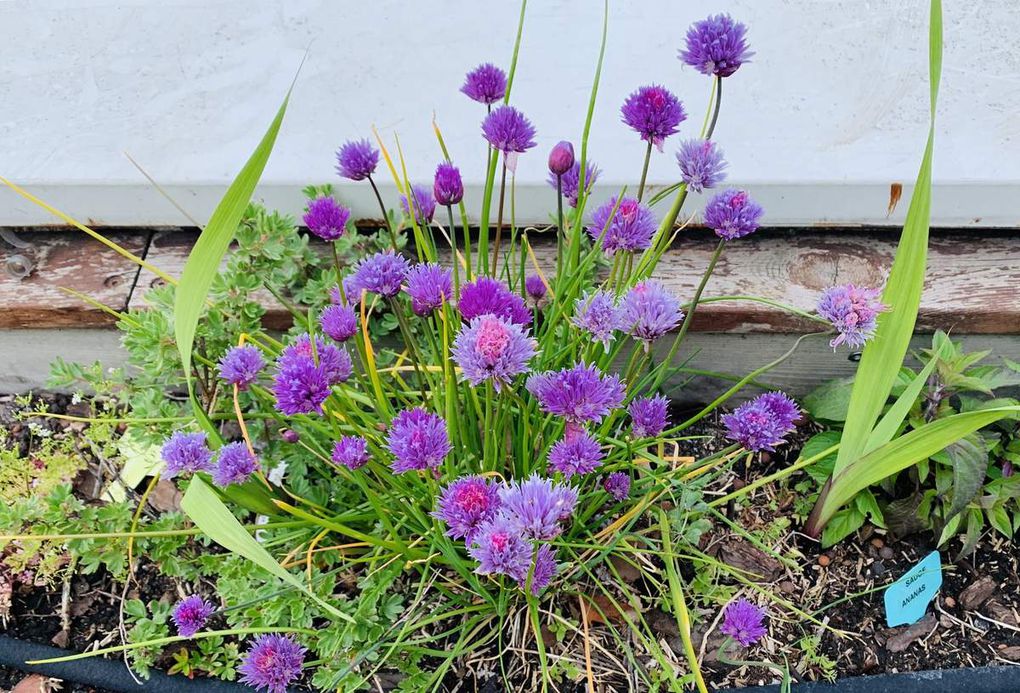 Les fleurs du mois de mai dans le micro jardin urbain (en 2019)