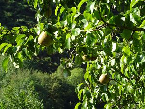 Des pommes, des poires...