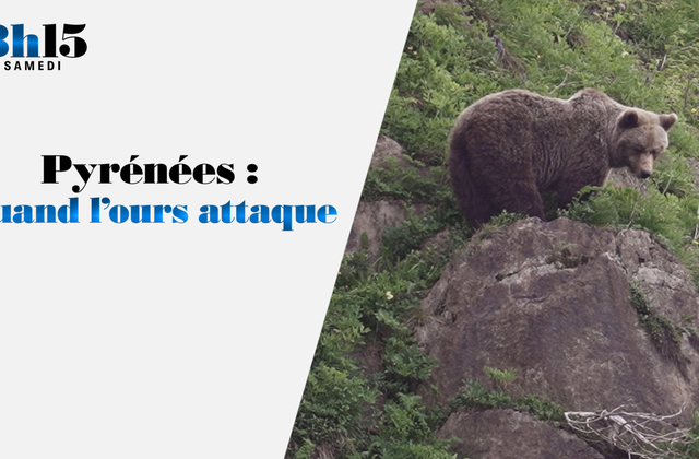 Quand l'ours attaque, dans les Pyrénées : reportage ce samedi sur France 2.