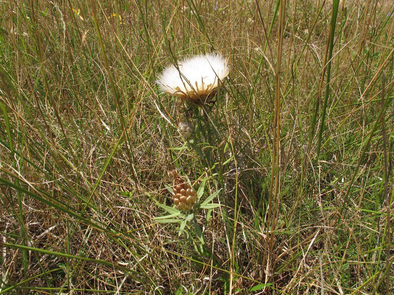 1.	Lézard ocellé (Timon lepidus) 2.	Anthyllide vulnéraire (Anthyllis vulneraria)  3.	Bétoine officinale (Stachys officinalis)  4.	Céphalaire blanche (Cephalaria leucantha)  5.	Clora ou Blackstonie perfoliée. (Blackstonia perfoliata subsp. perfoliata)  6.	Ephippigère des vignes, mâle. (Ephippiger diurnus)  7.	Graines d’anthyllide vulnéraire (Anthyllis vulneraria) 8.	Leuzée conifère (Rhaponticum coniferum. Syn Leuzea conifera)  9.	Liseron des Cantabriques. (Convolvulus cantabrica)  10.	Sedum de Nice (Sedum sediforme)  11.	Sedum de Nice (Sedum sediforme)   12.	Stéhéline douteuse (Staehelina dubia)  13.	Viorne Lantane (Viburnum lantana)  14.	Vulpin bulbeux (Alopecurus bulbosus)  15.	Causse de Caucalière  16.	Photos. C. Conrad