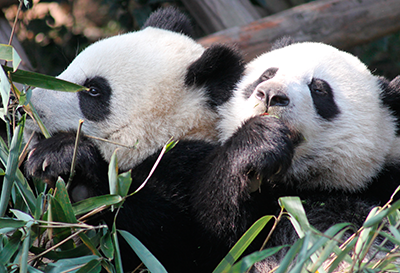 "Zoo de Beauval : Dans les coulisses du plus grand zoo de France", sur TMC, le mercredi 22 août à 21h00