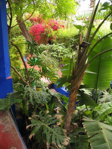 Le Jardin Majorelle et ses merveilleuses couleurs (même sous la pluie)