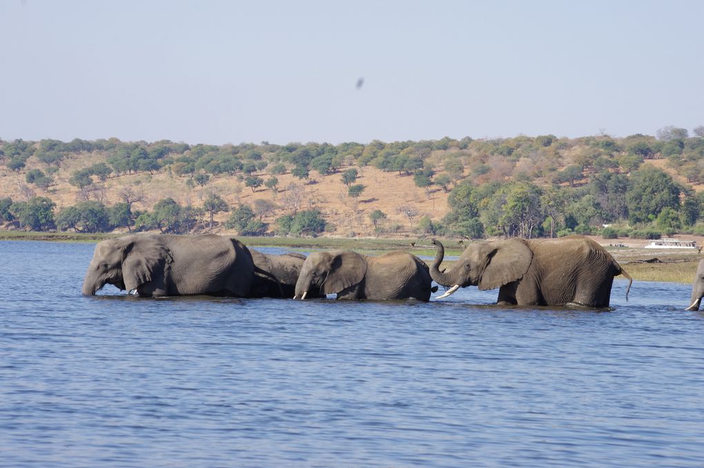 Album - 119---BOTSWANA SAFARI