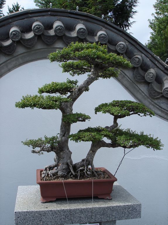 Album - jardin-botanique-et-biodome