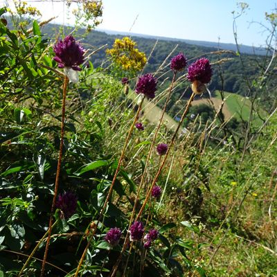 Allium sphaerocephalon - Ail à tête ronde