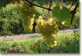 #Riesling Producers Brasil Vineyards 