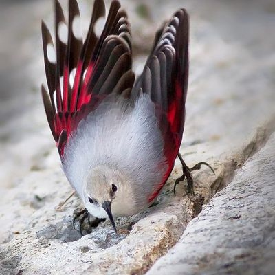 Magnifique oiseaux