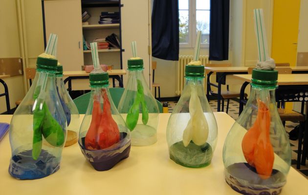 Expérience sur la respiration 5eS