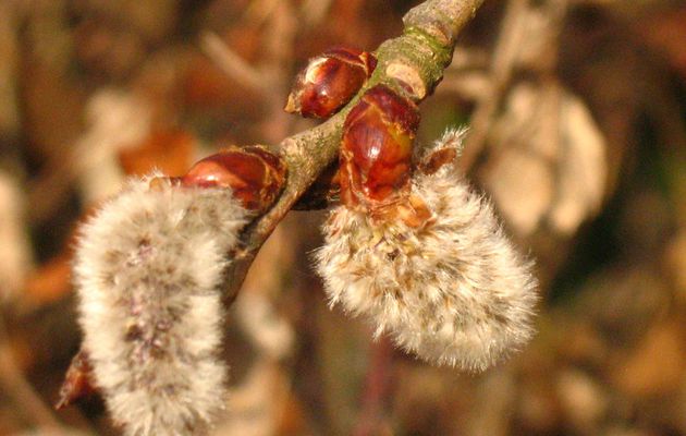 ASPEN (le Tremble)