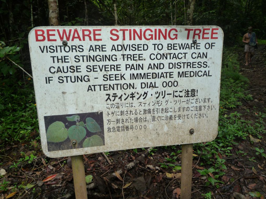 Album - Cairns---Rainforest.-Waterfalls--Beach