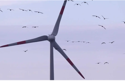 L'abrasion des éoliennes est-elle responsable des taux élevés de PFAS chez les sangliers ?