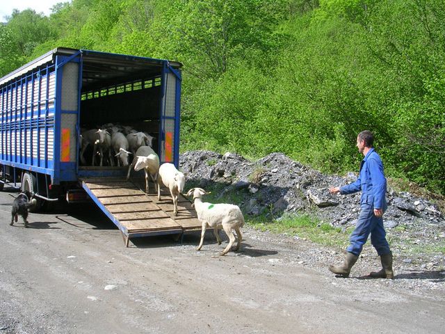 1ère étape de transhumance pour un mois (de mi-mai à mi-juin), avant de revenir cet automne