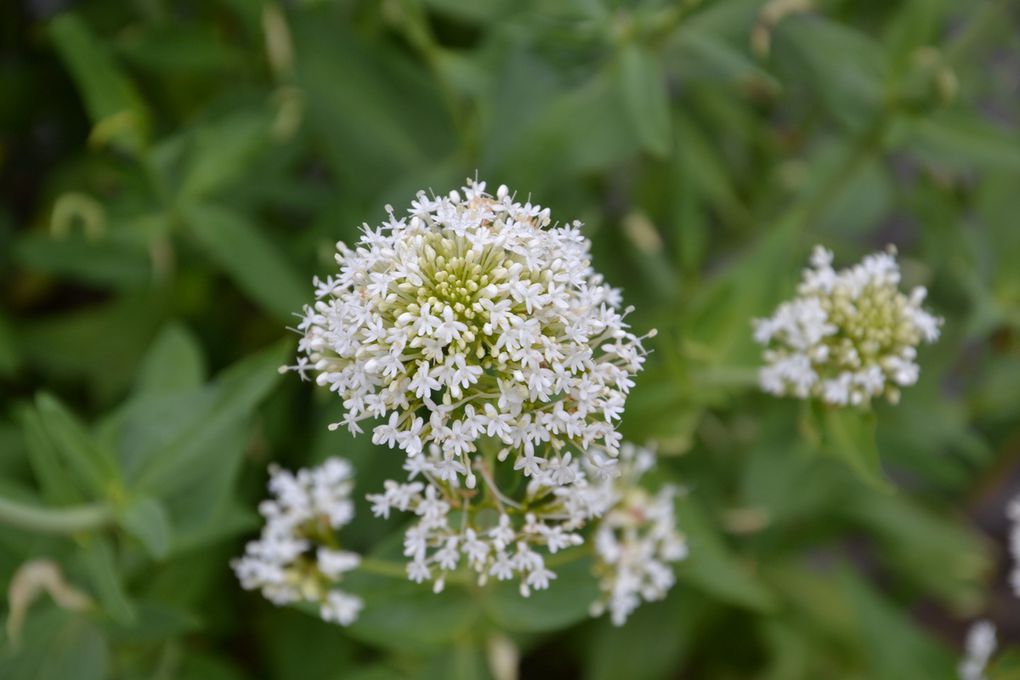 Sortie au jardin des nénuphars GS Rencontre avec...