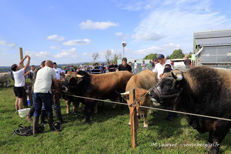 Groupes ou familles de vaches