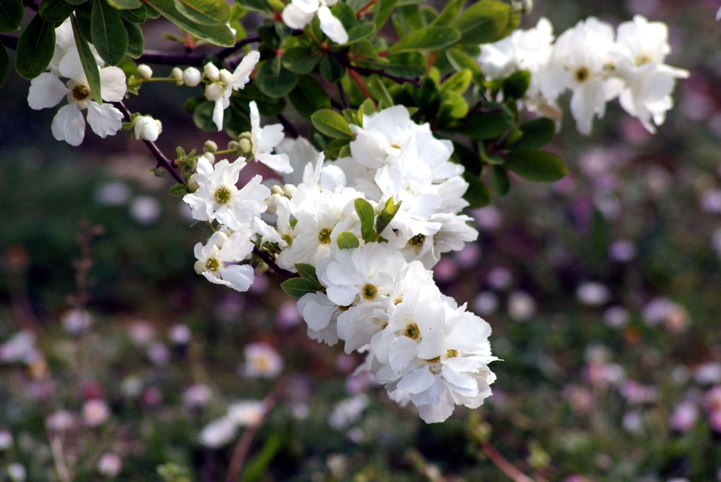 Photos diverses de fleurs et plantes de mon jardin, pour la plupart... en toutes saisons.