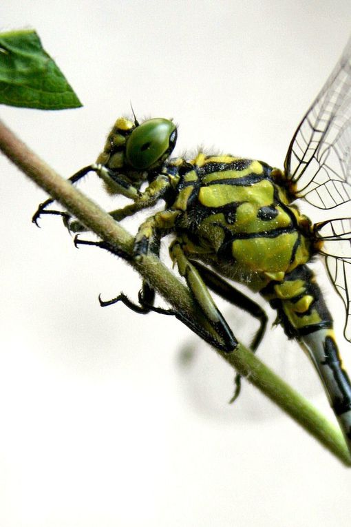 Inventaire des 32 espèces contactées à Mardié soit au bord de la Loire - ou sur la Loire - devant Latingy, soit au petit étang du Grand bois. Les mentions M et F distinguent les sexes de chaque espèce.